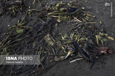 مرگ خاموش باکلان ها