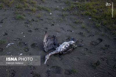 مرگ خاموش باکلان ها