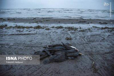 مرگ خاموش باکلان ها