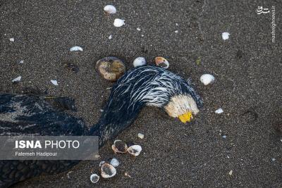 مرگ خاموش باکلان ها