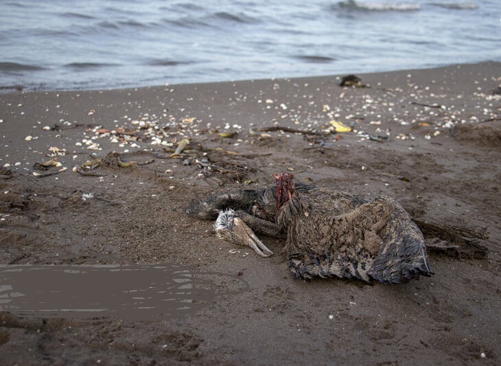 مرگ خاموش باکلان ها