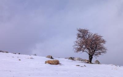 بارش زیبای برف در خرم آباد /عکس