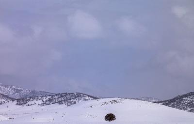 بارش زیبای برف در خرم آباد /عکس