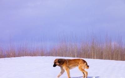 بارش زیبای برف در خرم آباد /عکس