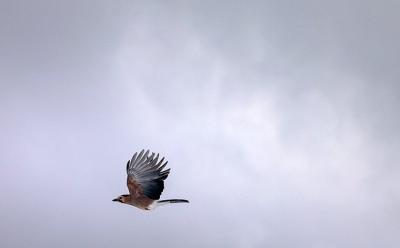 بارش زیبای برف در خرم آباد /عکس