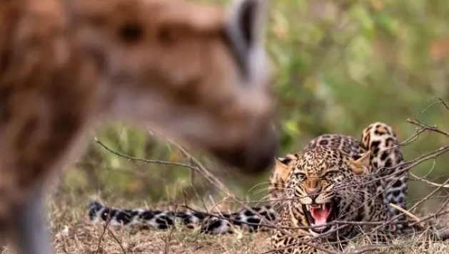  سرعت و تدبیر در نبرد پلنگ و کفتار / فیلم