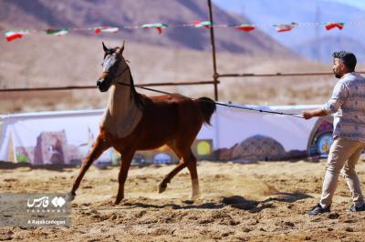 جشن خانوادگی و نمایش اسب‌های فاخر یزد 