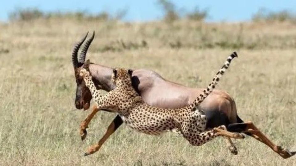 شکار نفس‌گیر یک شاخ‌چنگی توسط یوزها /فیلم