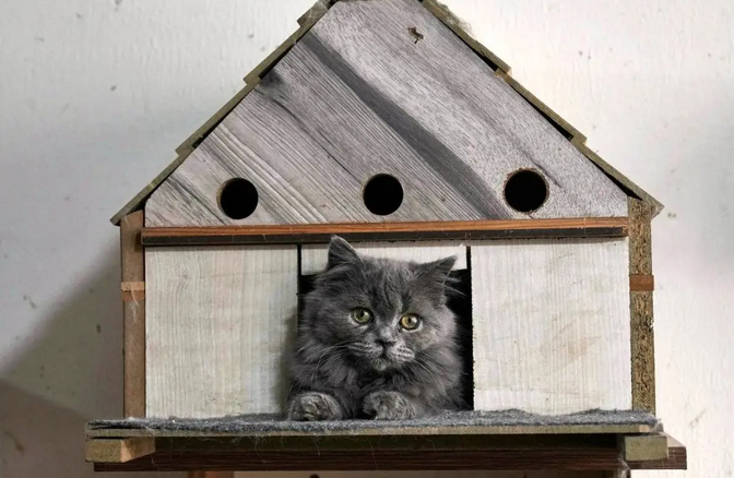  زنی که به «مادر گربه‌ها» شهرت دارد / عکس 