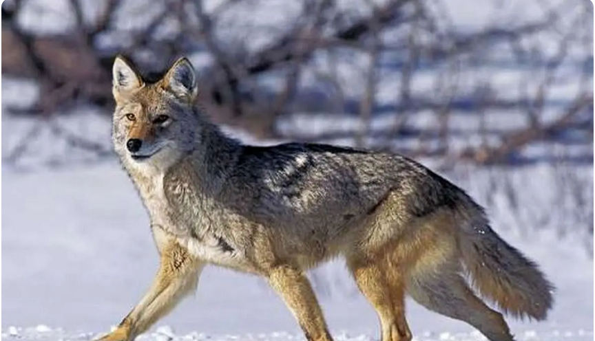  یک گرگ با گردن قو؛ تصویری از تلاش برای بقا /فیلم