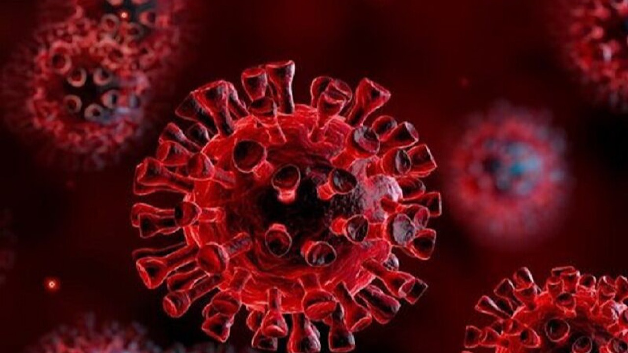 آخرین اخبار درباره «نیپا» / این بیماری درحال حاضر دارو یا واکسنی ندارد