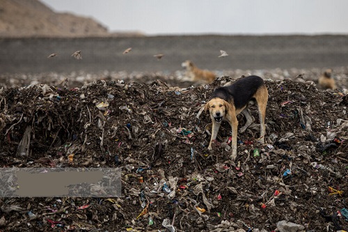  پیامدهای زیست‌محیطی گسترده‌ دفن سنتی پسماند برای تهران