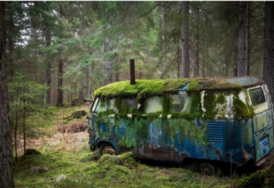 طبیعت در غیاب انسان چه اتفاقی می‌افتد؟ /عکس