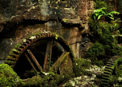 طبیعت در غیاب انسان چه اتفاقی می‌افتد؟ /عکس