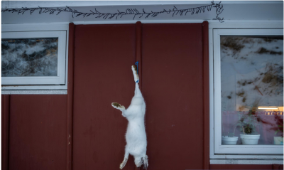 نگهبانانِ یخ؛ زندگی در گرینلند