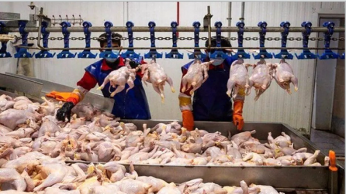 نقش پررنگ مرغ در سفره‌ ایرانی‌ها