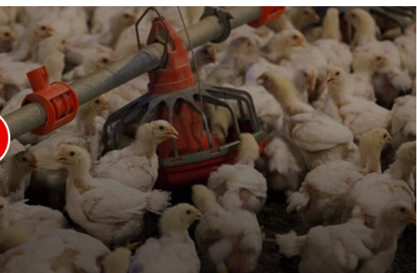 مرغ داران جوجه هارادرچاه می ریزند