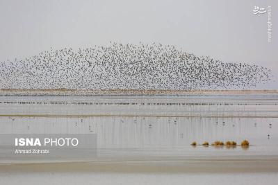 سرشماری پرندگان مهاجر «تالاب مُرِّه» درقم