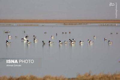 سرشماری پرندگان مهاجر «تالاب مُرِّه» درقم