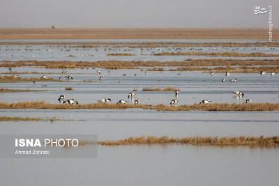 سرشماری پرندگان مهاجر «تالاب مُرِّه» درقم