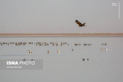سرشماری پرندگان مهاجر «تالاب مُرِّه» درقم