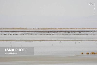 سرشماری پرندگان مهاجر «تالاب مُرِّه» درقم
