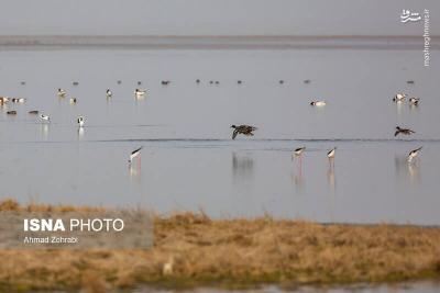 سرشماری پرندگان مهاجر «تالاب مُرِّه» درقم