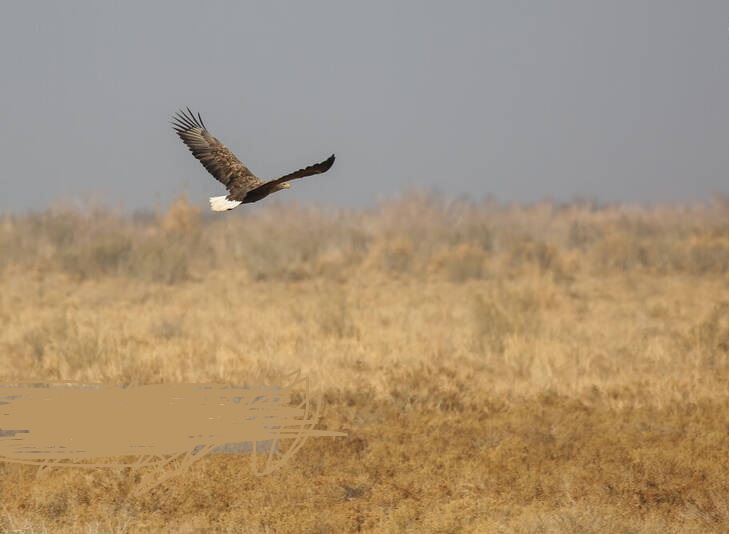 سرشماری پرندگان مهاجر «تالاب مُرِّه» درقم
