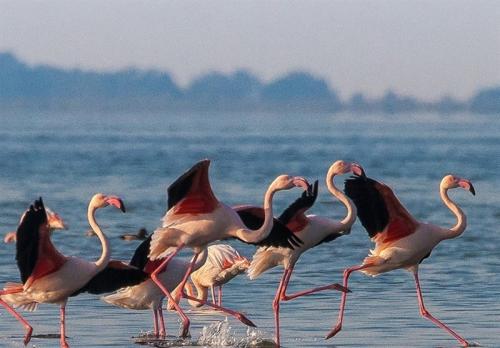 پرندگان مهاجر