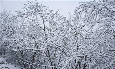 عکس/ بارش زیبای برف در رودسر 