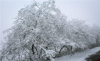 عکس/ بارش زیبای برف در رودسر 