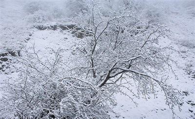 عکس/ بارش زیبای برف در رودسر 