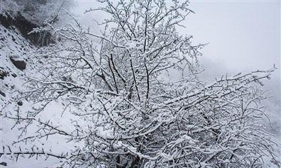 عکس/ بارش زیبای برف در رودسر 