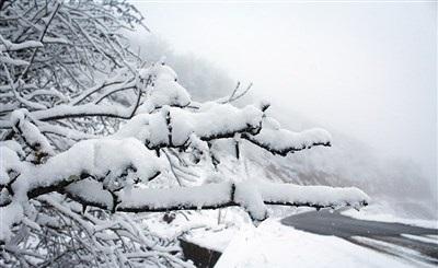 عکس/ بارش زیبای برف در رودسر 
