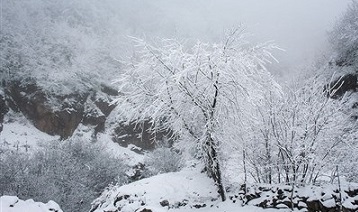 عکس/ بارش زیبای برف در رودسر 