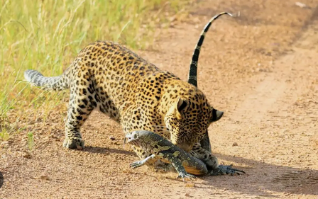 رویارویی کم‌نظیر یک پلنگ با بزمجه / فیلم