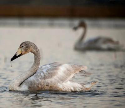  تصاویر؛ قوهای فریادکش مهمان همیشگی تالاب سرخرود 