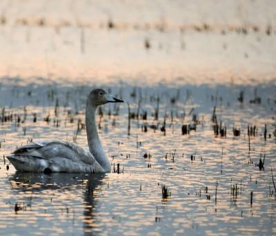  تصاویر؛ قوهای فریادکش مهمان همیشگی تالاب سرخرود 