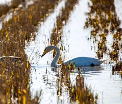  تصاویر؛ قوهای فریادکش مهمان همیشگی تالاب سرخرود 