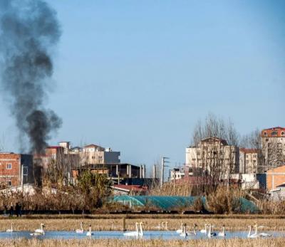 تصاویر؛ قوهای فریادکش مهمان همیشگی تالاب سرخرود 