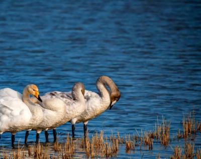  تصاویر؛ قوهای فریادکش مهمان همیشگی تالاب سرخرود 