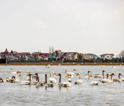  تصاویر؛ قوهای فریادکش مهمان همیشگی تالاب سرخرود 