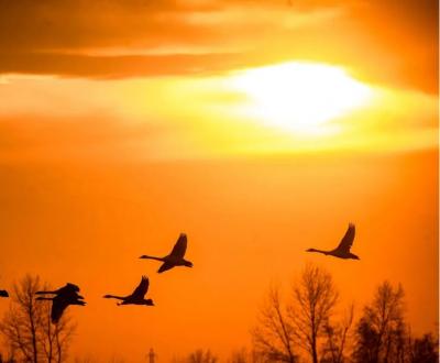  تصاویر؛ قوهای فریادکش مهمان همیشگی تالاب سرخرود 