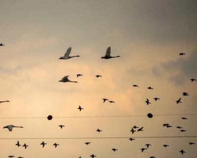  تصاویر؛ قوهای فریادکش مهمان همیشگی تالاب سرخرود 