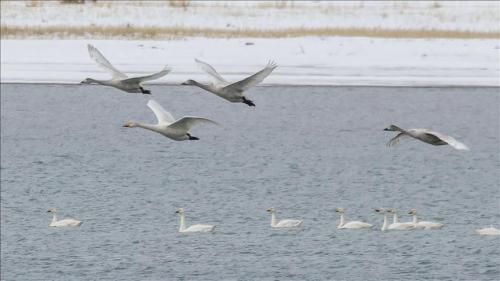  قوهای فریادکش مهمان همیشگی تالاب سرخرود /عکس