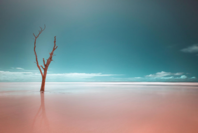  لحظات حیرت‌انگیز حیات‌وحش / عکس