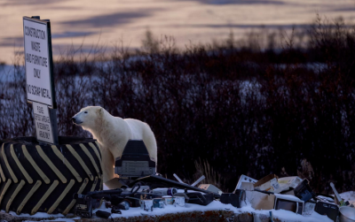  لحظات حیرت‌انگیز حیات‌وحش / عکس