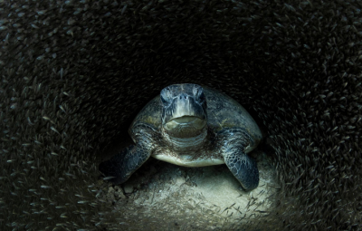  لحظات حیرت‌انگیز حیات‌وحش / عکس