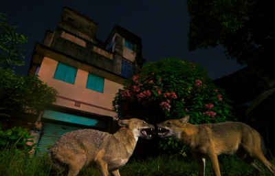  لحظات حیرت‌انگیز حیات‌وحش / عکس