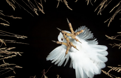  لحظات حیرت‌انگیز حیات‌وحش / عکس